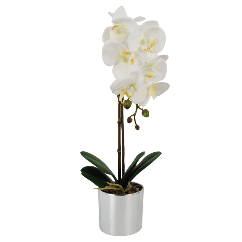 Anneus 46cm Plant