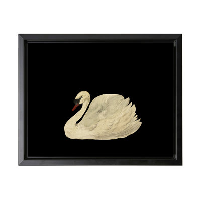 White Swan No1