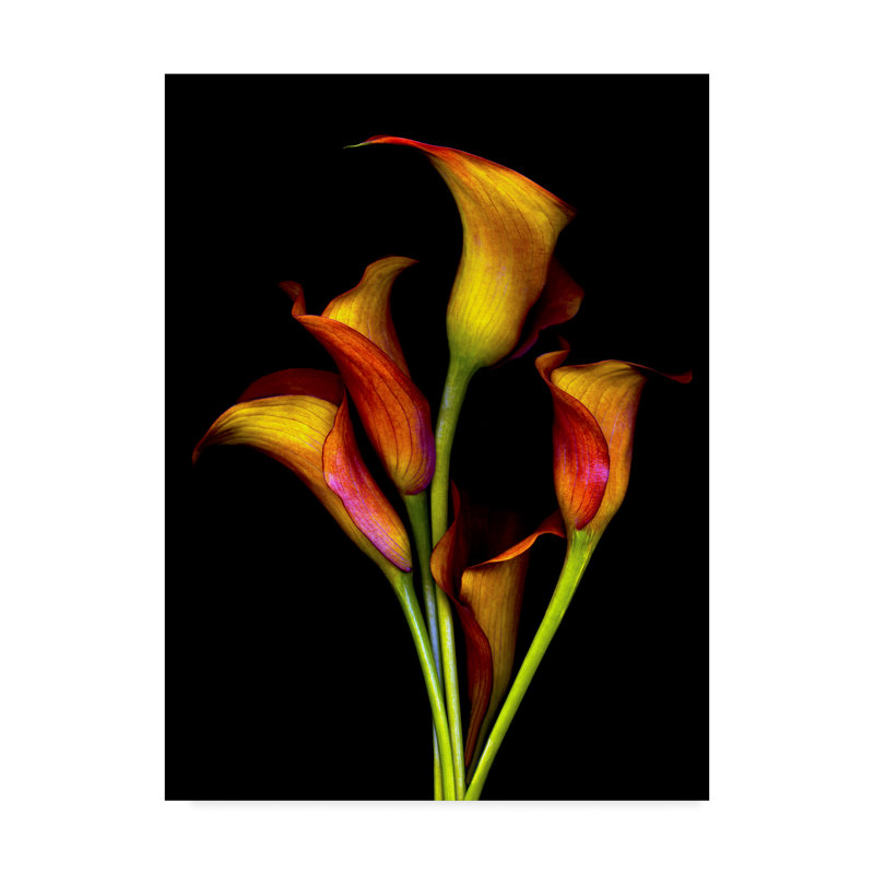 «Calla Lilies 2017» par Dosta, impression sur toile tendue, H 19 po x l 14 po x P 2 po