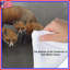 Édredon Family of Red Foxes-123586438