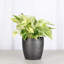 Marble Queen Pothos Plant in Pot-49662257