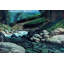 « steelhead », reproduction d’art sur toile tendue-17746622