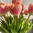 Tulip Flower Bundle 19 Stems