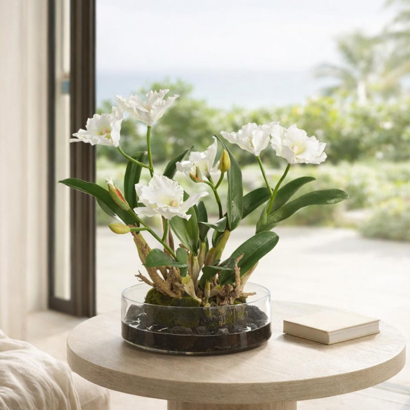 Plante dans un vase en verre H 19,5 "x l 20" x L 22 "Cattleya