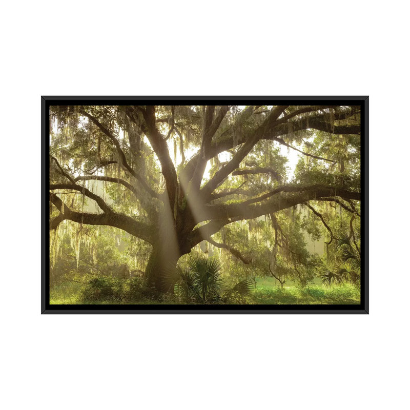 Magnifique chêne de vivre du Sud, Flordia de Maresa Pryor-impression, H 40 po x l 60 po x 1,5 po, Toile avec cadre noir