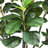 Fiddle Leaf Fig Tree with Basket