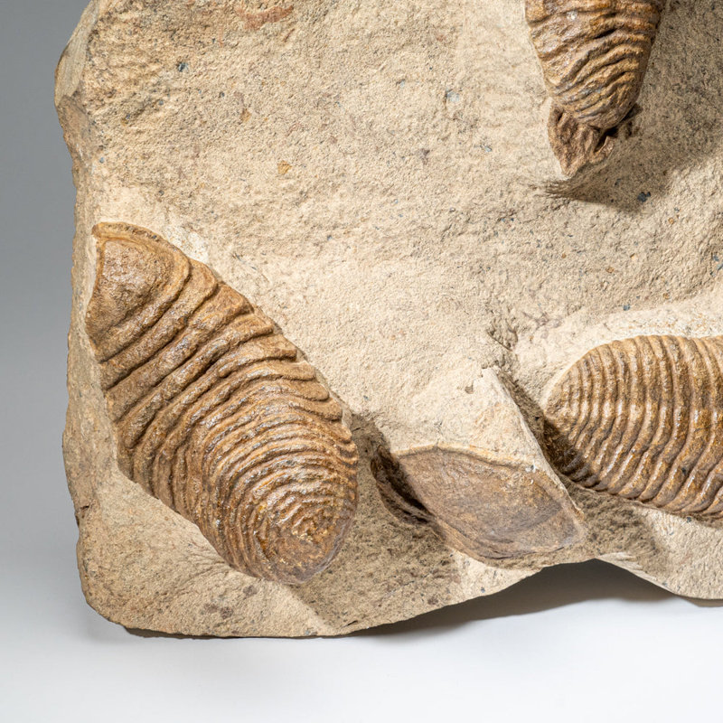 Genuine Cluster Trilobite (Ptychopariida) Fossil On Matrix