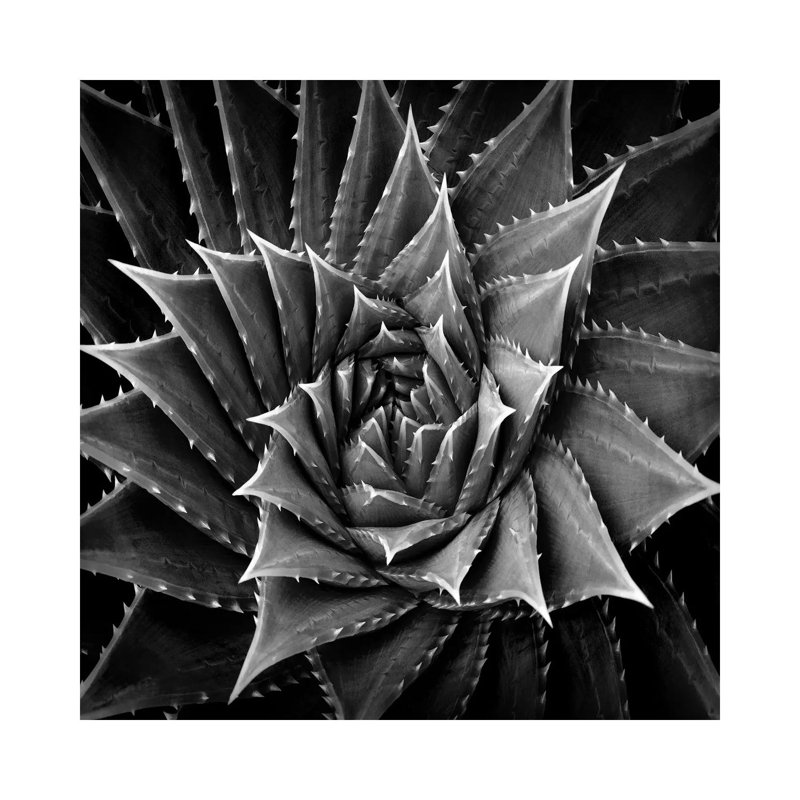 Succulent I by Mia Jensen - Wrapped Canvas Print, 30.48 cm H x 30.48 cm W