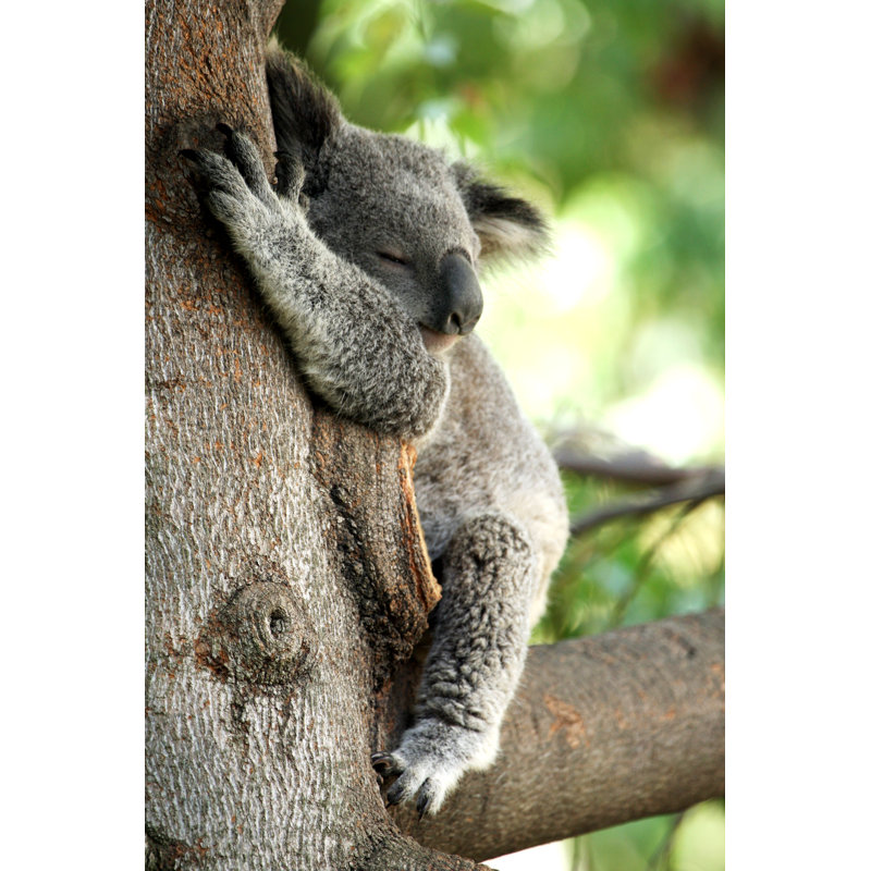 Koala par Sswartz - photographie sur toile tendue, L 12 po x H 18 po