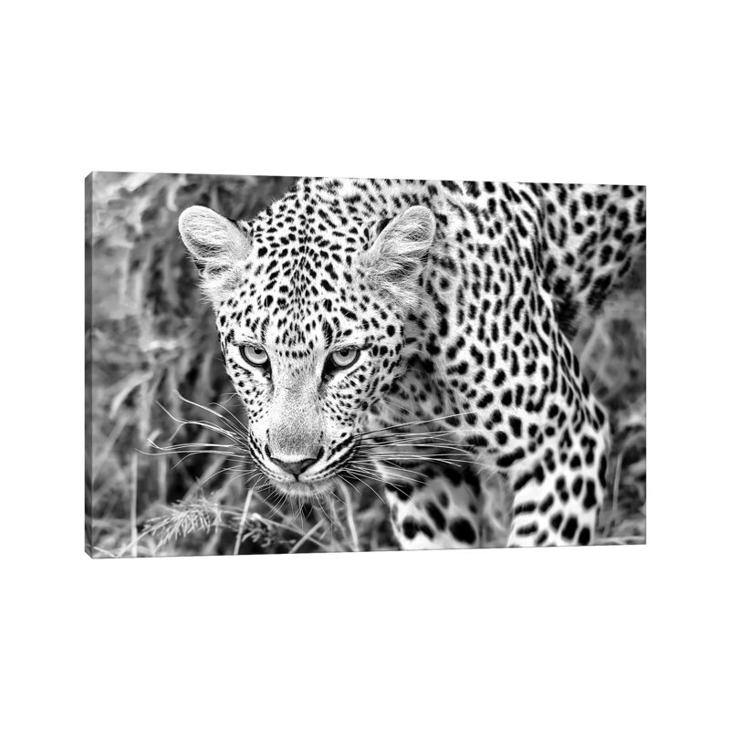 Leopard Close Up In Black And White by MScottPhotography - Wrapped Canvas Gallery-Wrapped Canvas Giclée
