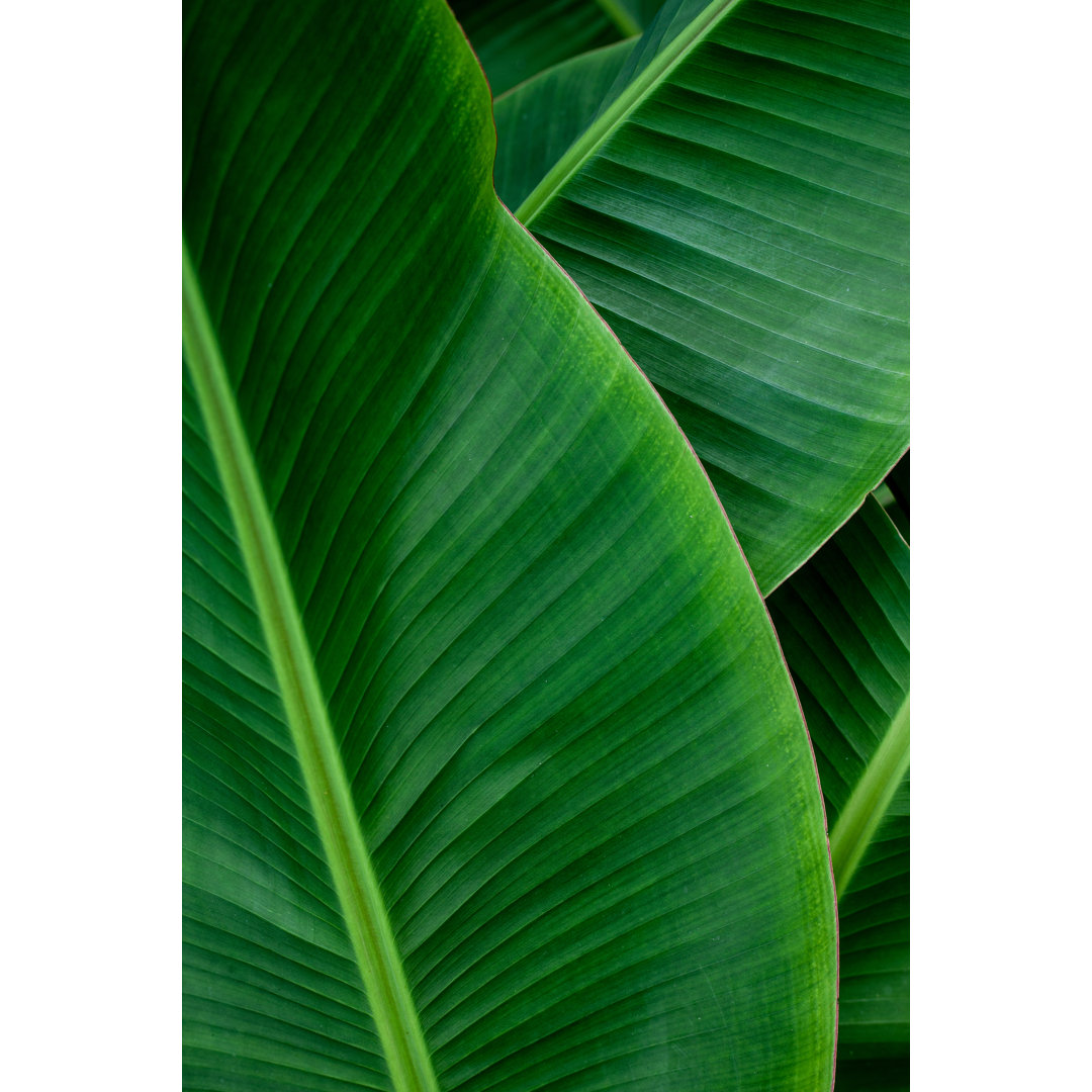 Closeup Banana Leaf Background by Thanabodin Jittrong - Wrapped Canvas Print