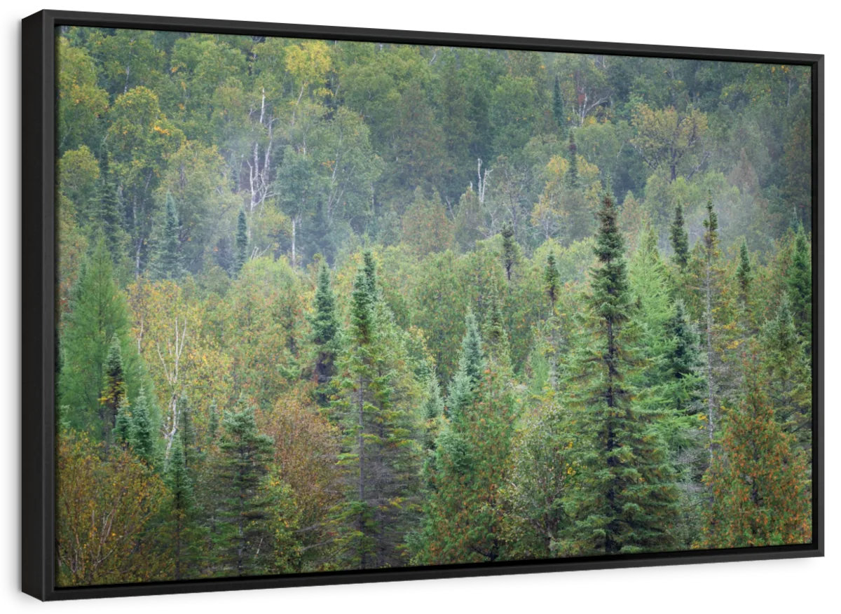 Loon Peak® Superior National Forest Canvas Print | Wayfair