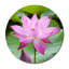 Purple Lotus Flower Bloom Print-24074653
