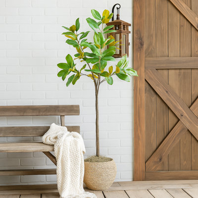 Magnolia dans un pot en ciment
