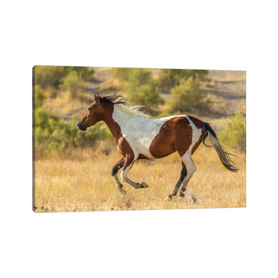 USA, Utah, Tooele County. Wild Horse Running. by Jaynes Gallery - Wrapped Canvas Gallery-Wrapped Canvas Giclée