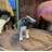 Baby Holstein Cow Table Top Statue