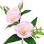 Lisianthus artificiel-1488710568