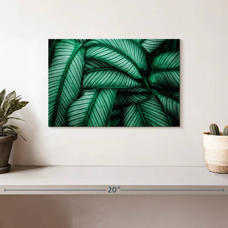 Harnek vert Calathea feuilles, H 8 po x l 12 po