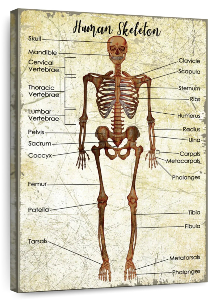 Trinx Keiri Human Skeleton Chart | Wayfair
