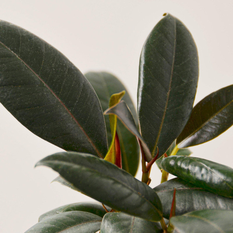 Ficus Elastica Burgundy 4" Pot Indoor Plant