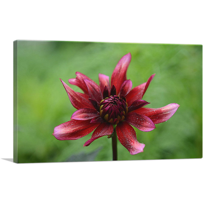 Wild Wild Flower Home Decor - reproduction de photo sur toile tendue, H 12 po x l 18 po x P 0,75 po