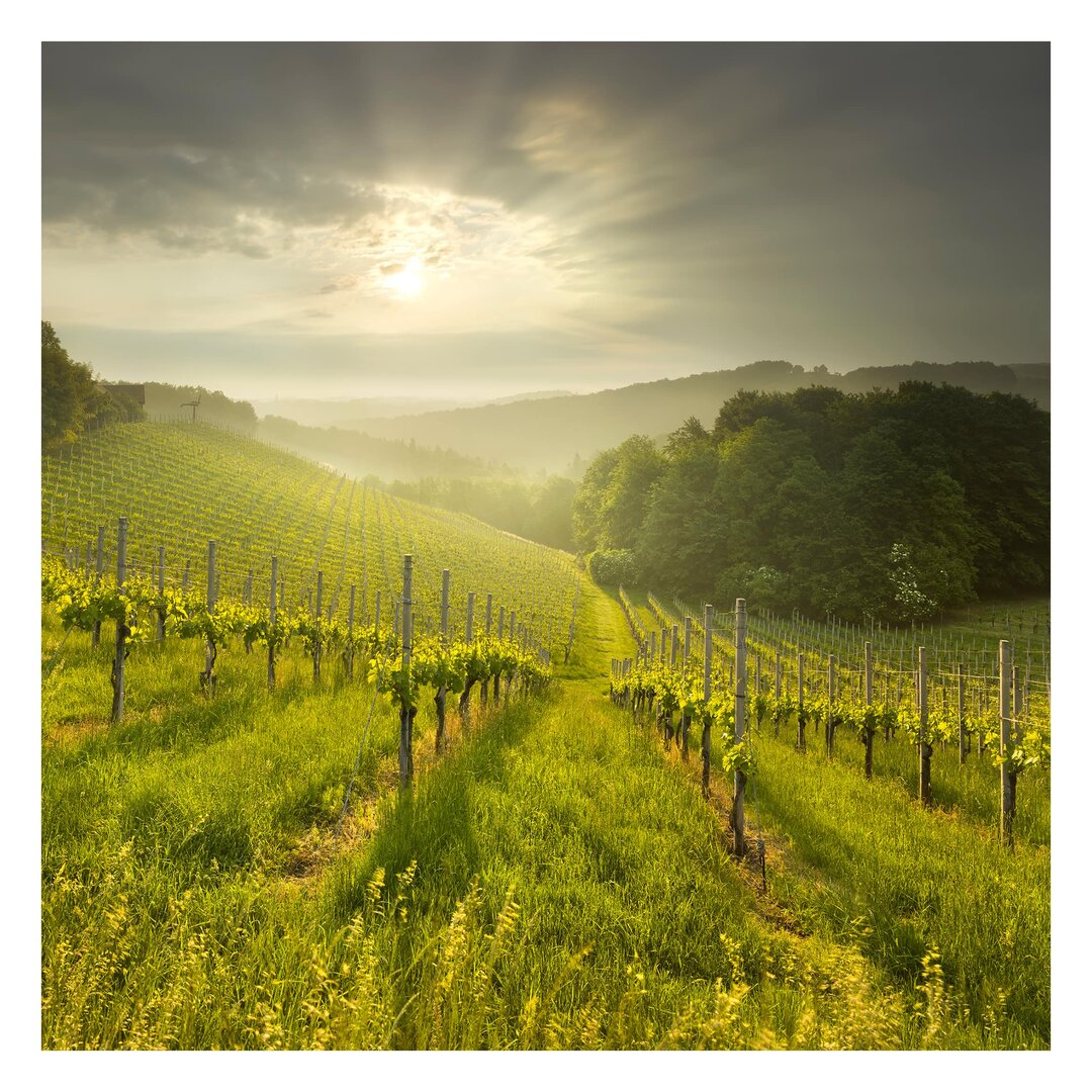 Strukturierte Tapete Rays of Sun over a Vineyard 1,92 m x 192 cm