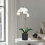 Orchid Arrangement In Pot-2037520809-2037520808