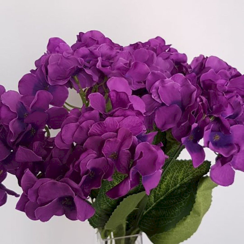 Hortensia, Mauve foncé