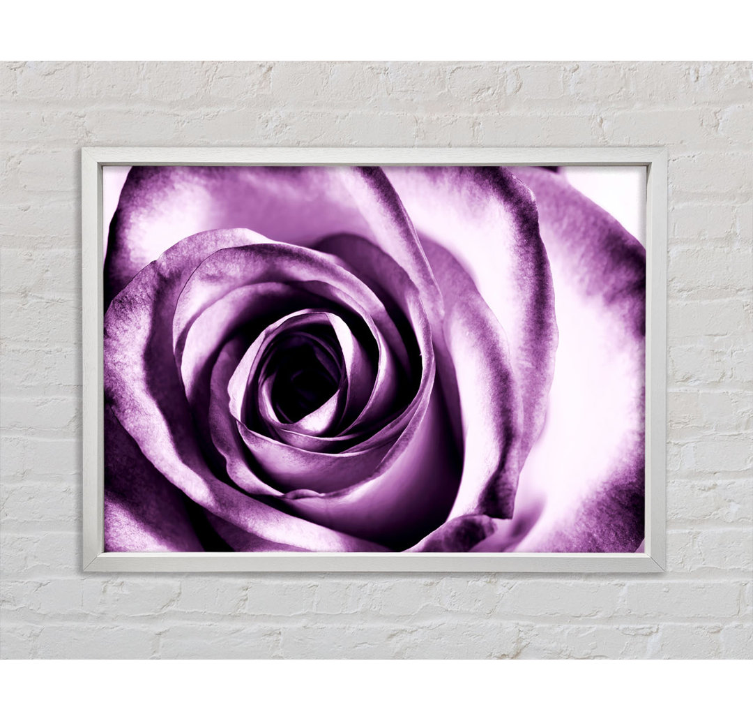 Purple Rose Delight - Einzelner Bilderrahmen Kunstdrucke auf Leinwand