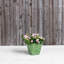 Pot à fleurs en pierre Alaunah-80148670-100665120