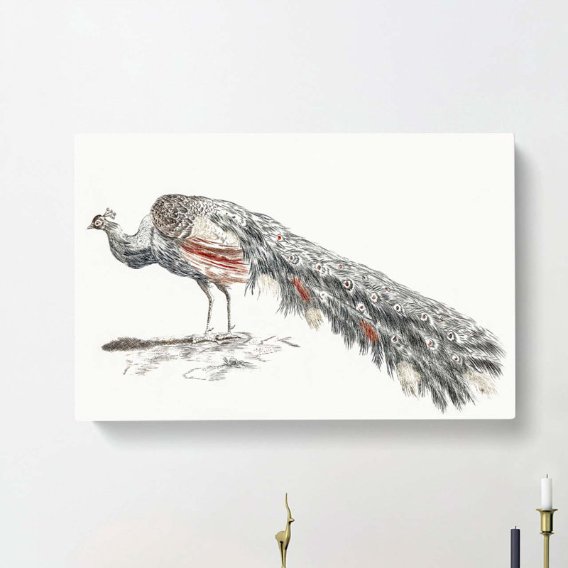 Illustration of a Peacock by Johan Teyler - Wrapped Canvas, 40cm H x 60cm W x 3cm D