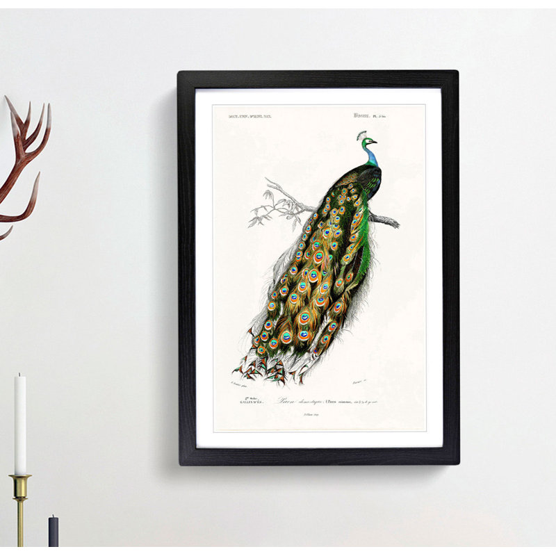 Indian Peacock by Charles D Orbigny - Framed Print, Black, 76cm H x 50cm W x 2cm D