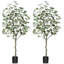 Arbre d'eucalyptus artificiel Adcock-1417930757-1417930758