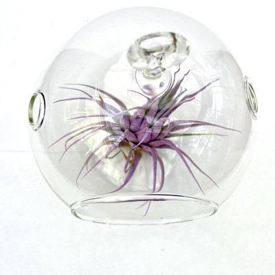 4" Glass Pot - Air Plants