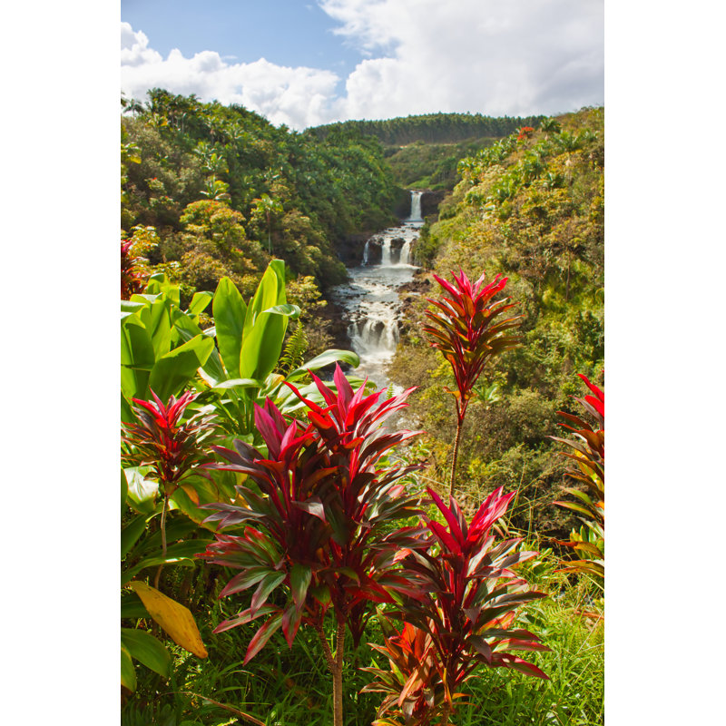 Plant And Umauma Falls by AlexeyKamenskiy - Wrapped Canvas Print, 122cm H x 81cm W x 3.8cm D