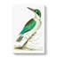 Green-headed Kingfisher by George Shaw - Wrapped Canvas-55304440