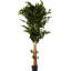 Ficus artificiel 72 po en pot