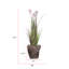 Plante de 57,5 po