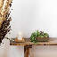 Arrangement succulent Anre
