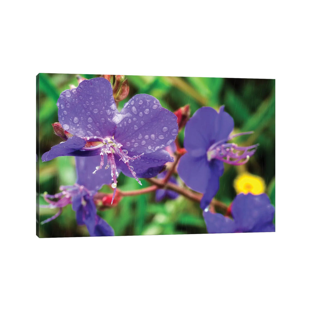 Rain by Glauco Meneghelli - Wrapped Canvas Gallery-Wrapped Canvas Giclée