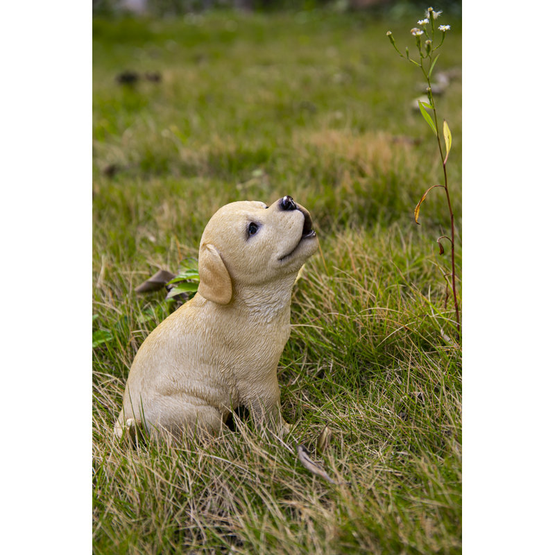 Chiot Labrador jaune