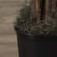 Arbre à fleurs artificielles-23975457