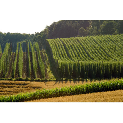 Field Of Hops - Wrapped Canvas Print