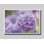 Flower Bloom Garden by Hal Halli. Giclee Gallery