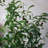 120cm Faux Olive Tree Tree in Pot Liner