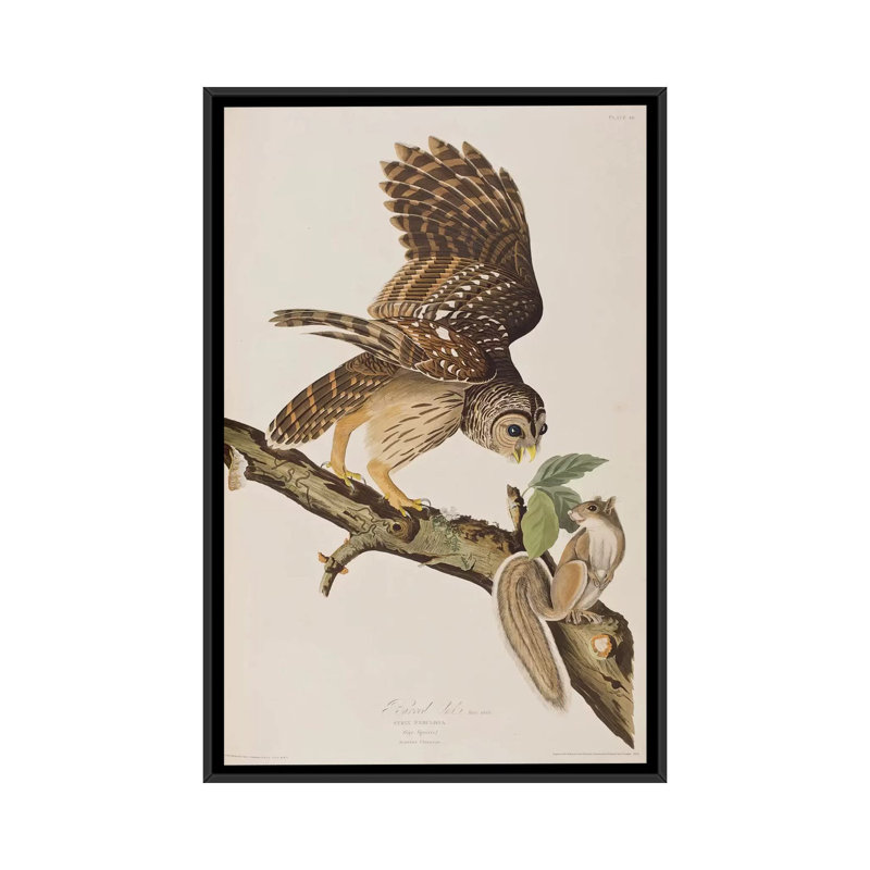 «Barred Owl and Squirrel», impression sur toile, H 26 po x l 18 po x P 1,5 po, Toile avec cadre noir, Pas de tapis