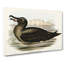 Sooty Albatross by Elizabeth Gould - Wrapped Canvas Painting-55318570