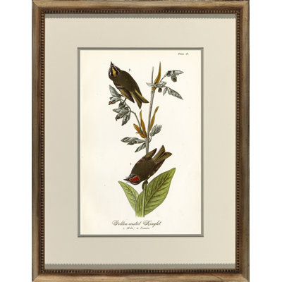 Golden Crested Kinglet Print