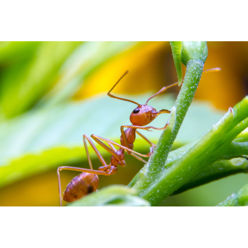 «Red Fire Ant» par Vnarong - photographie sur toile tendue, L 12 po x H 8 po