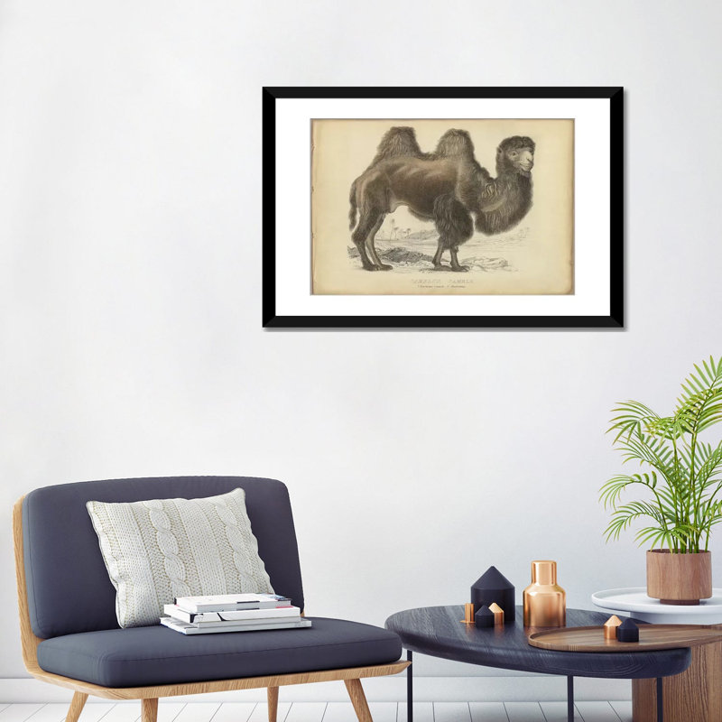 « mixte bactrian », reproduction sur toile, H 18 po x l 26 po x P 1,5 po, Toile encadrée noire, Pas de tapis